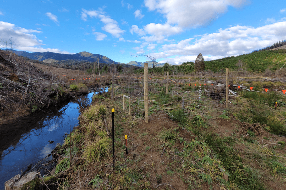 Thumbnail for Te Hoiere Restoration: Forestry Riparian Trials in OneFortyOne New Zealand’s Tinline block