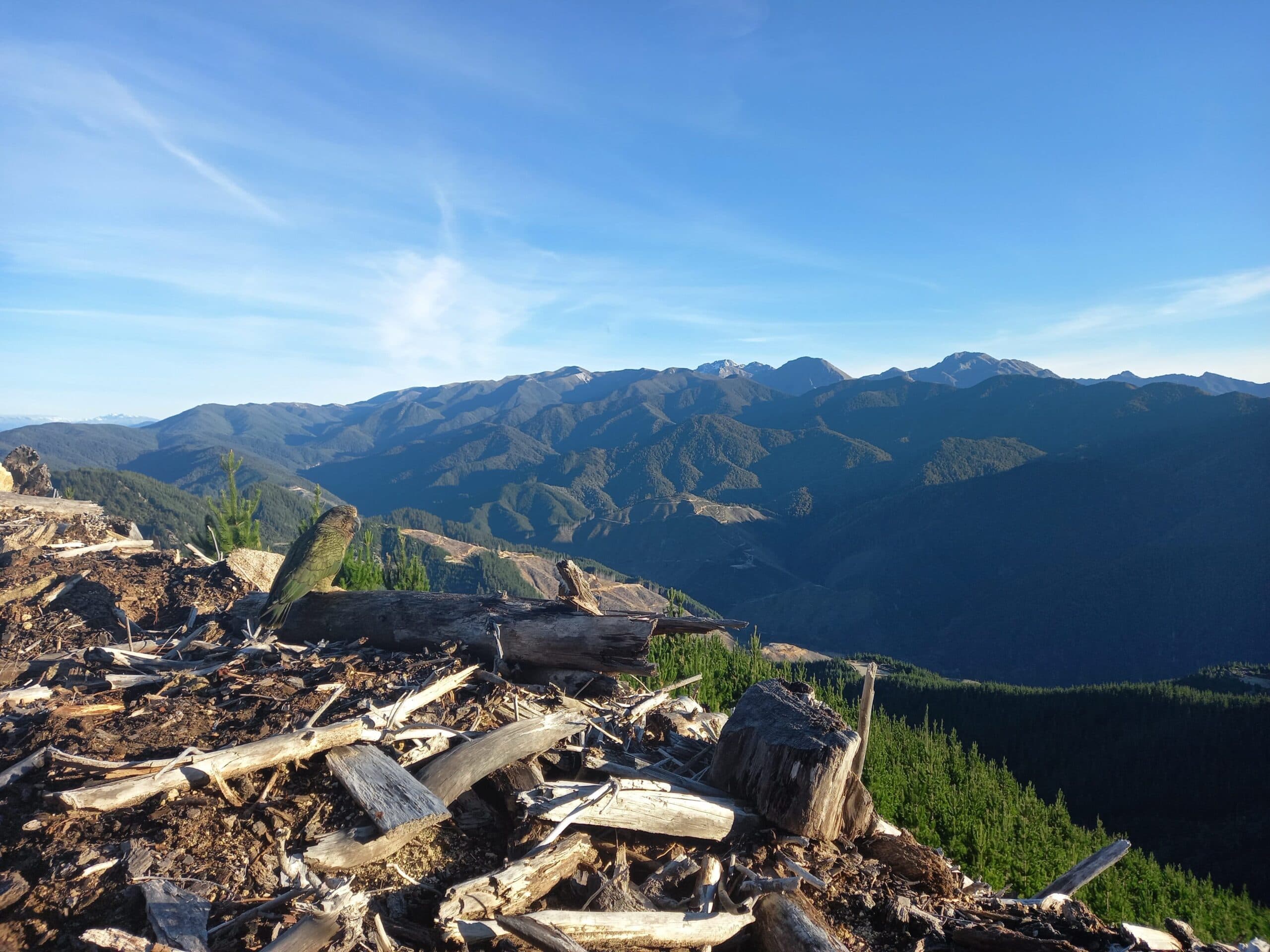 Thumbnail for Kea in plantation forests – an emerging conservation opportunity