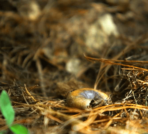 Thumbnail for Protecting Powelliphanta: A Sanctuary for New Zealand’s Giant Native Snails