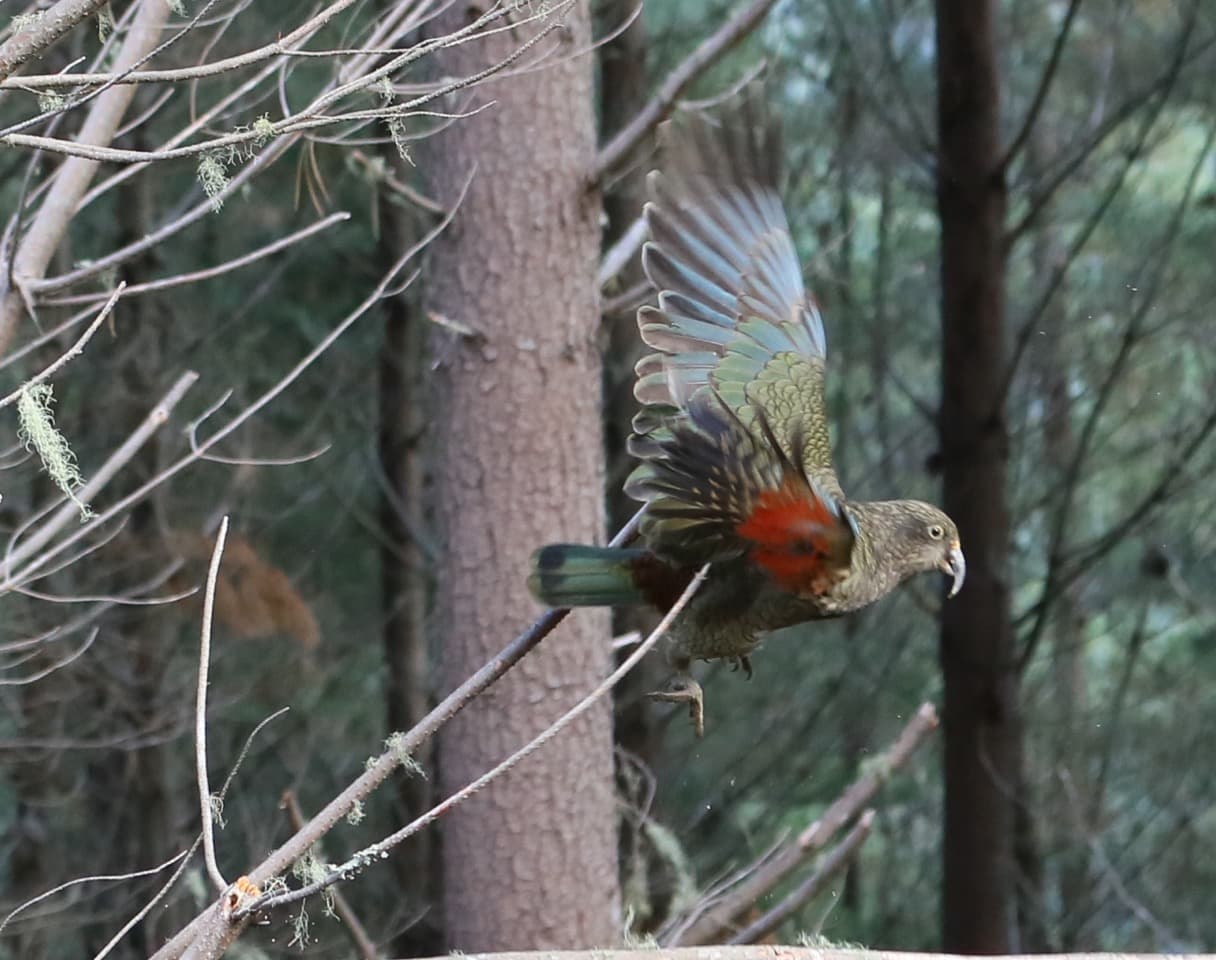 Thumbnail for Six years of supporting kea conservation