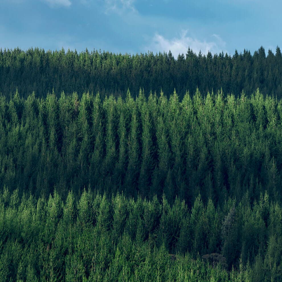 FORESTS