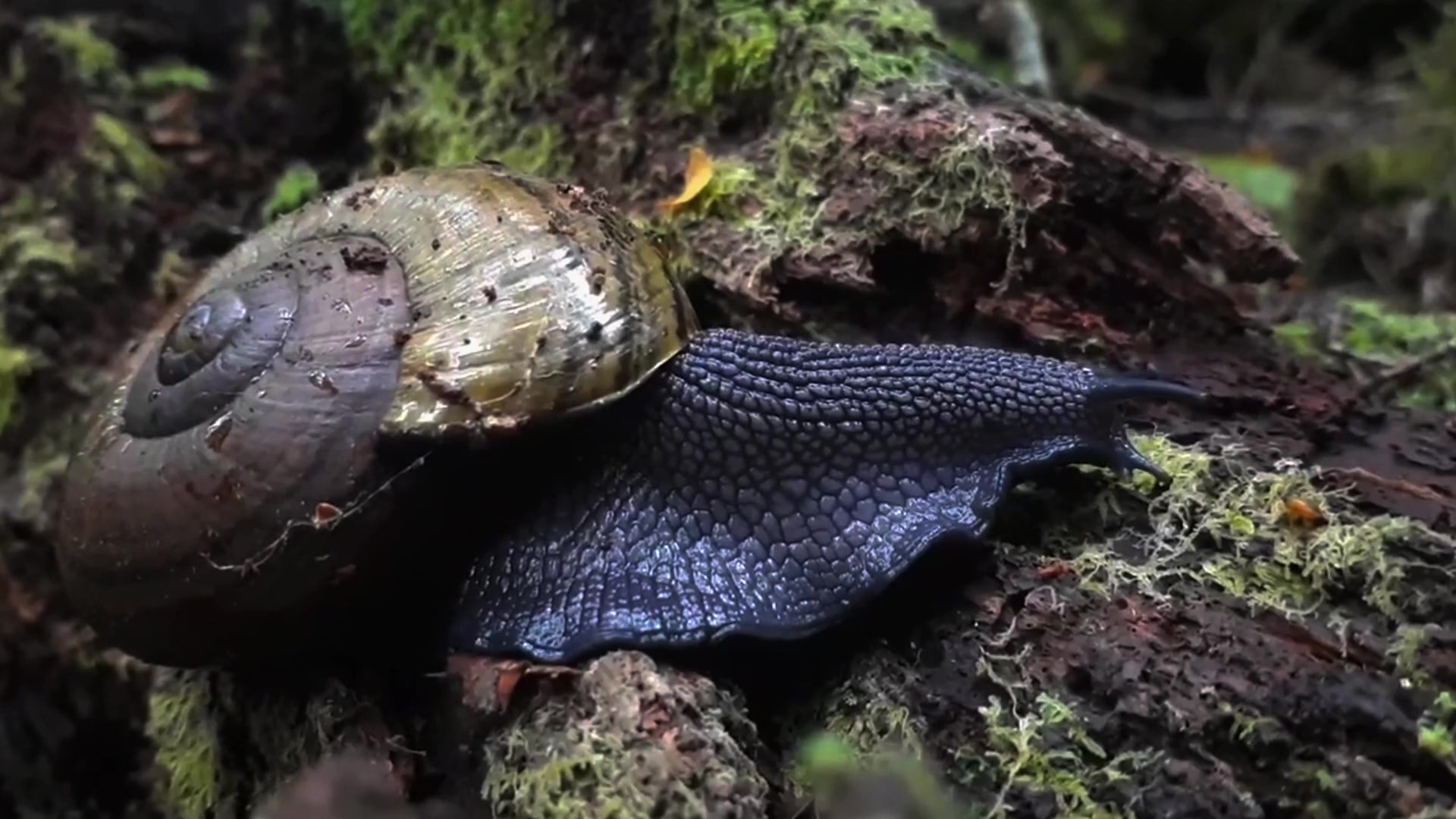 Thumbnail for Forestry company creates sanctuary for nationally critical native snails