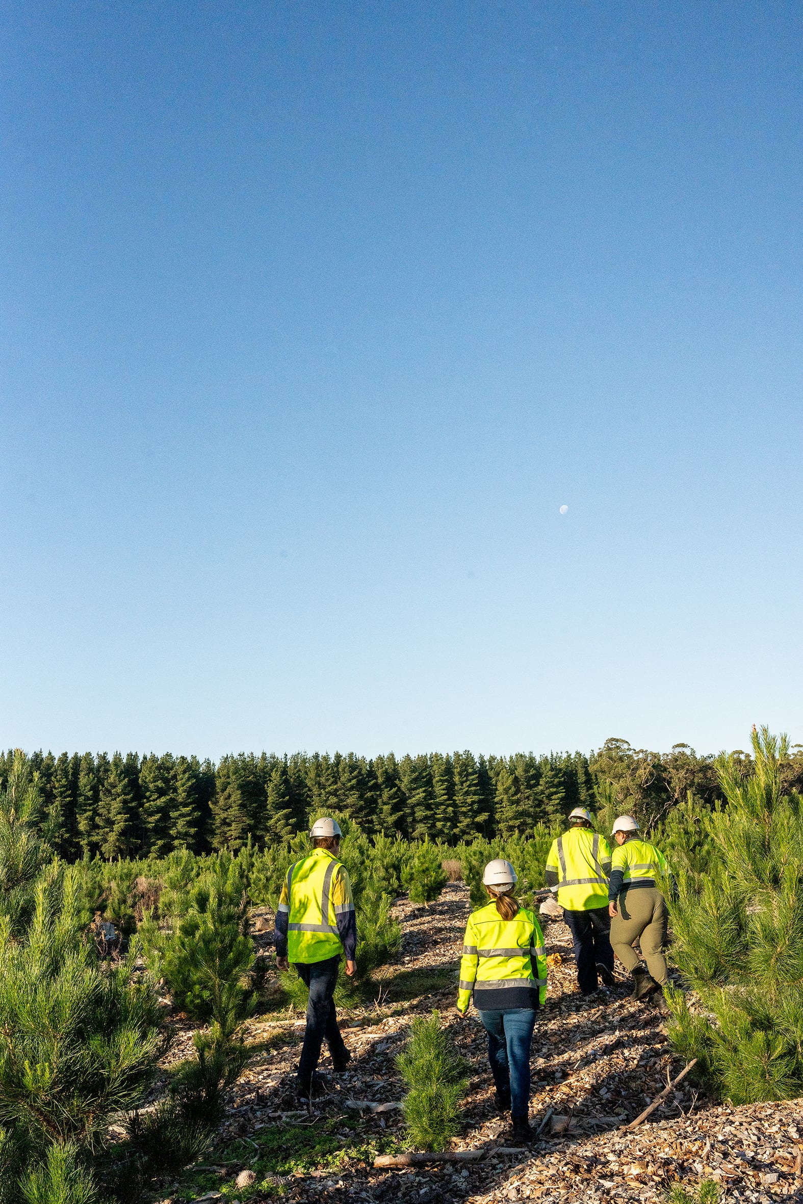 Thumbnail for OneFortyOne announces largest Australian forestry land acquisition in a decade 
