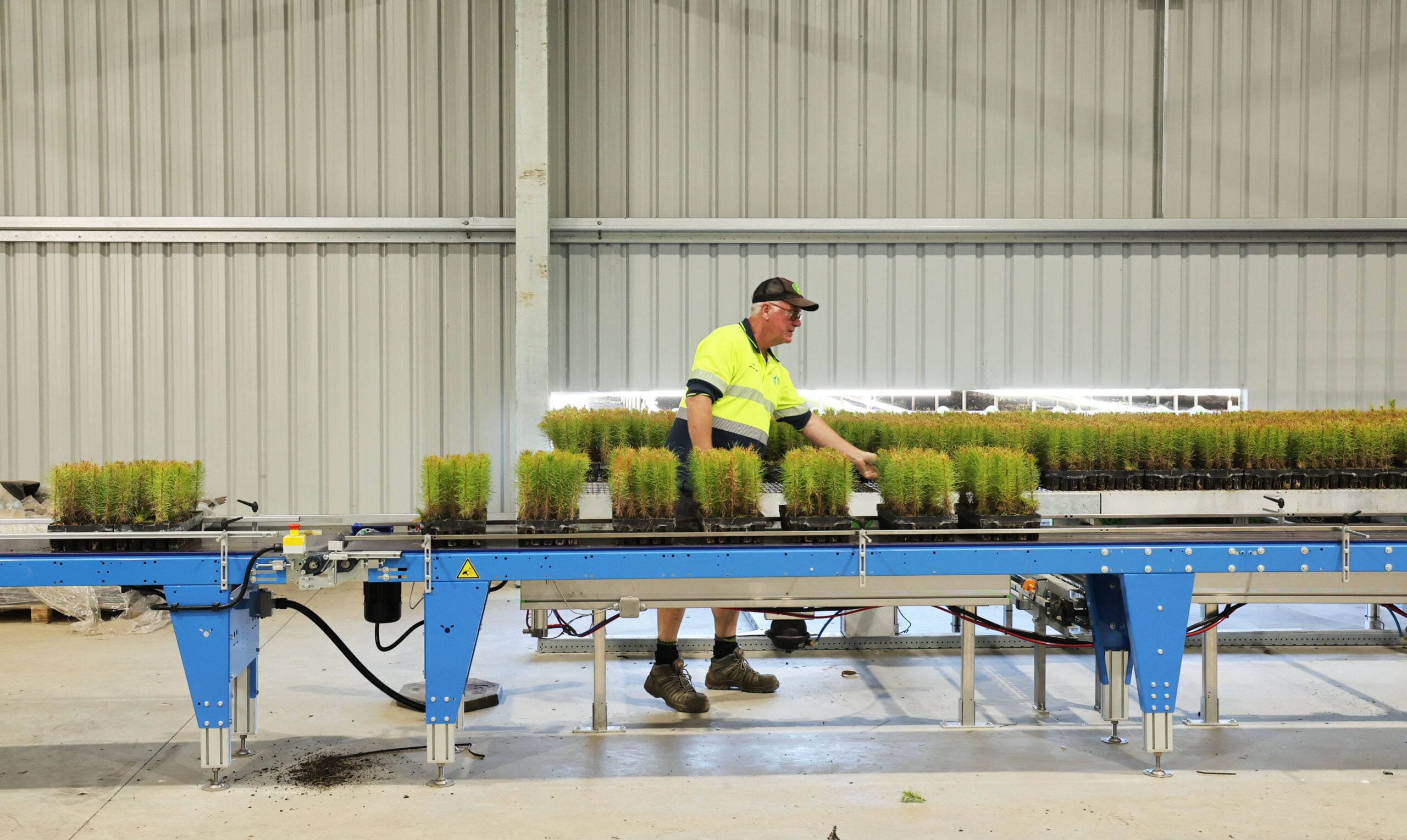 Thumbnail for Planting season wraps up: millions of seedlings create next generation of forests