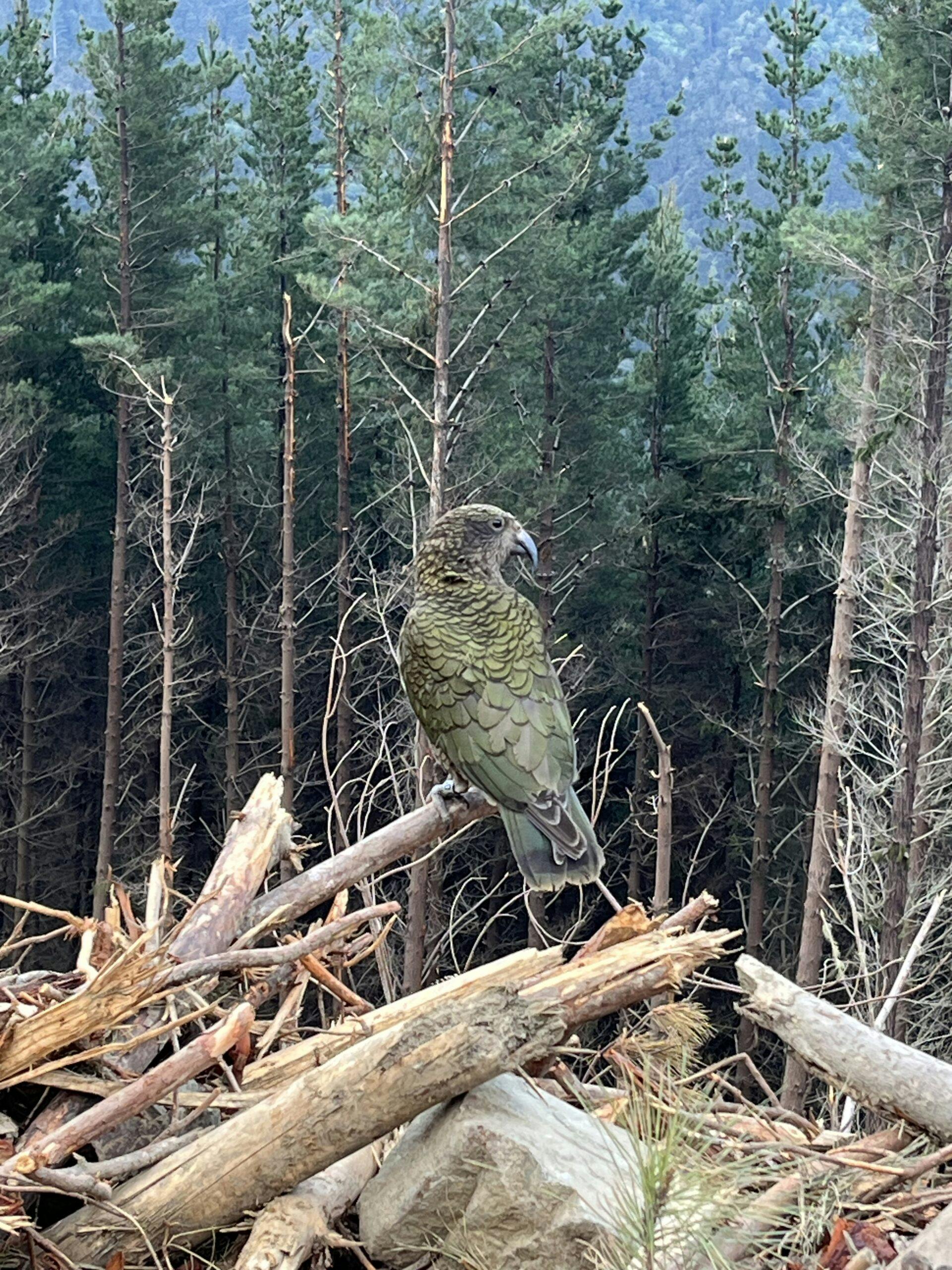 Thumbnail for First-of-its-kind kea study completed in OneFortyOne’s Nelson Tasman pine forests