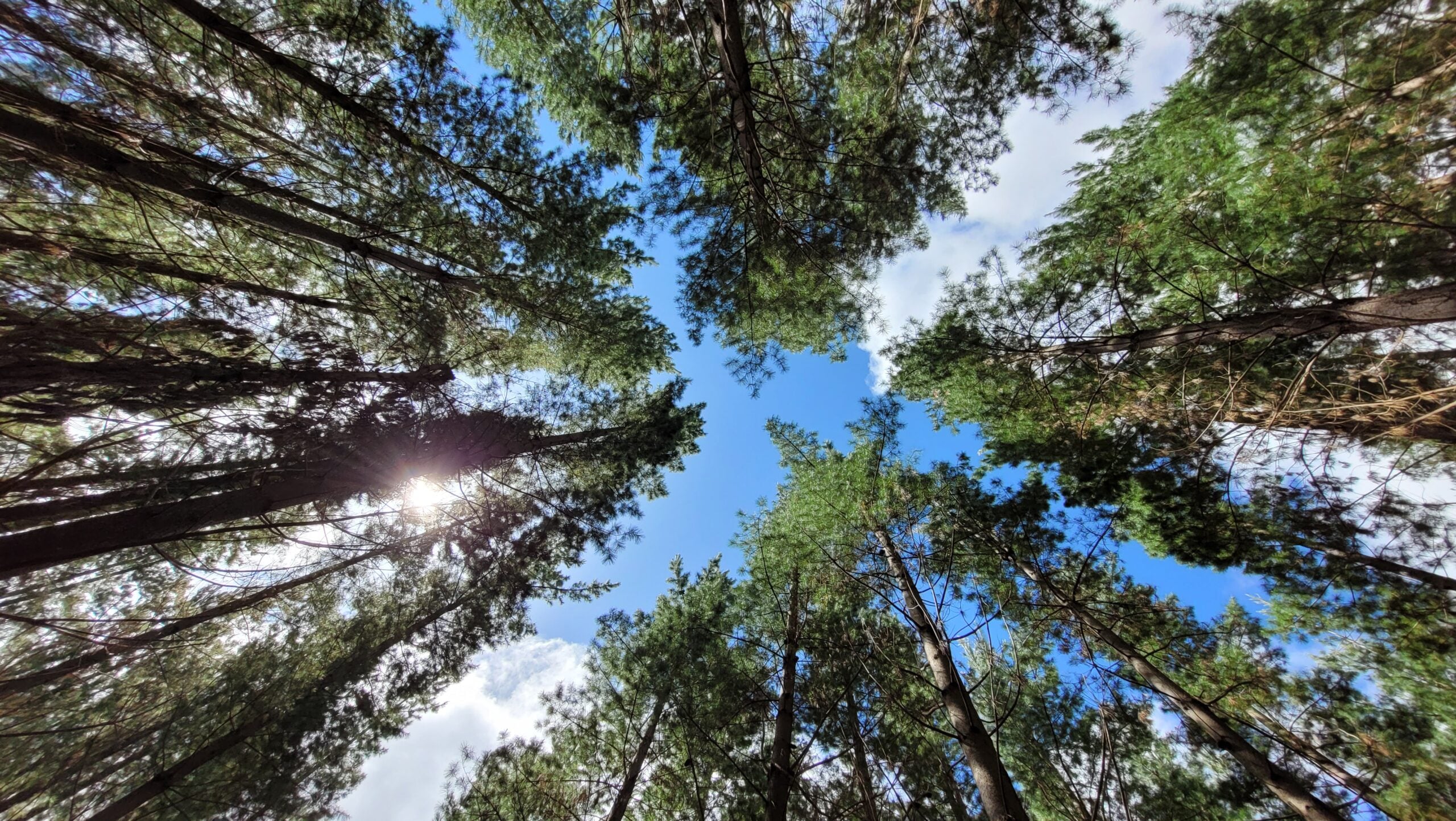 Thumbnail for Forests in focus – student photography competition returns