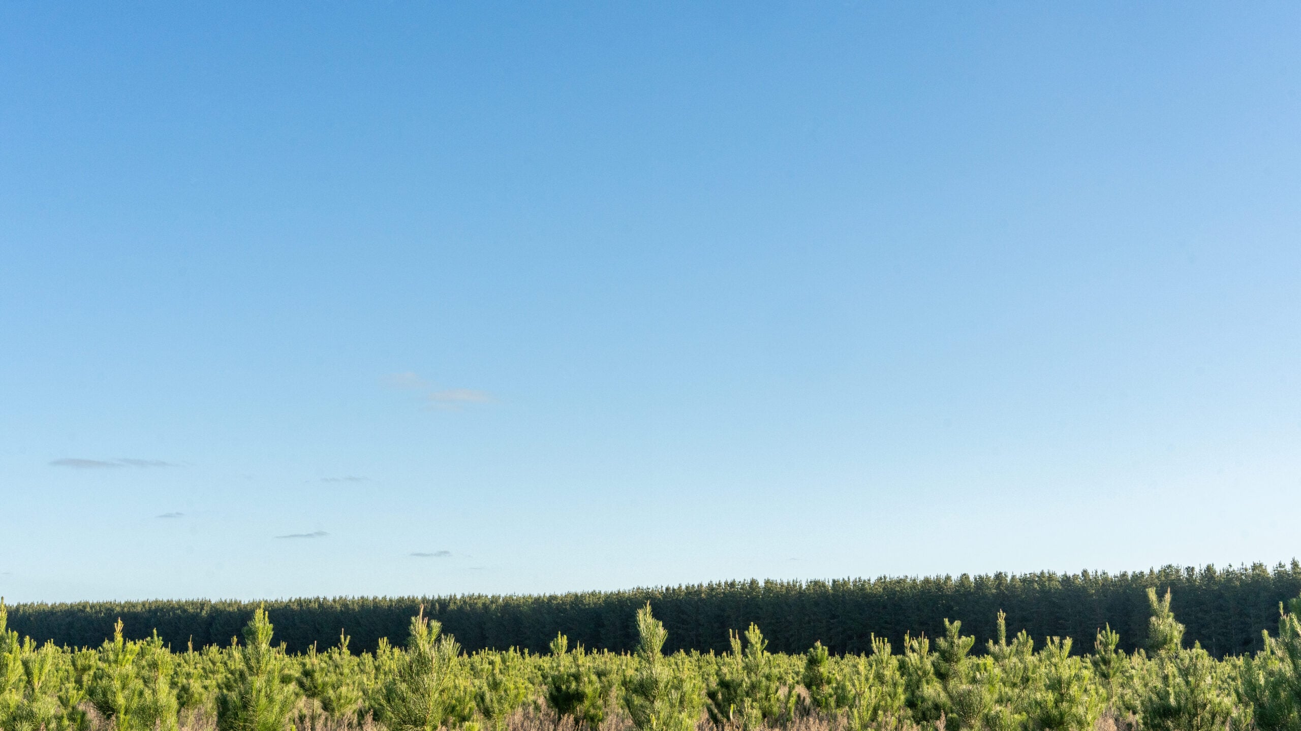 Thumbnail for Transforming Forestry Residues into Low Carbon Liquid Fuels: OneFortyOne and HAMR Energy Sign MoU